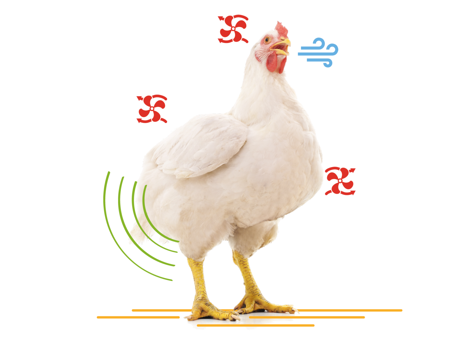 heat-stress-in-poultry-explained-nutrex