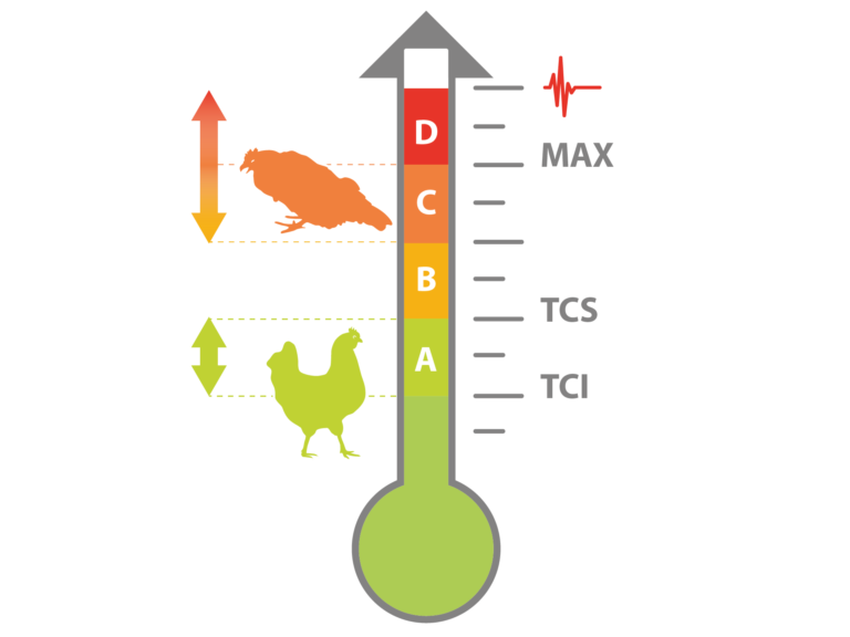 Explicaci N Del Estr S Por Calor En Aves De Corral Nutrex